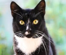 Sylvester – , Kater, Männchen, 1 Monat, 39576 Stendal – Foto 11