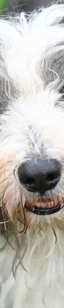 Nimo – Bearded Collie, Männchen, 5 Jahre 7 Monate, 13057 Berlin – Foto 1