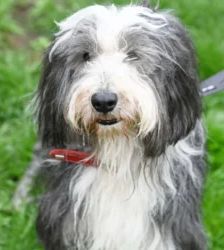Nimo – Bearded Collie, Männchen, 5 Jahre 7 Monate, 13057 Berlin – Foto 2