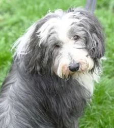 Nimo – Bearded Collie, Männchen, 5 Jahre 7 Monate, 13057 Berlin – Foto 3