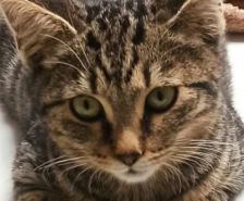 Lydia – Katze, Weibchen, 5 Jahre, 39576 Stendal – Foto 18