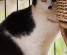 Lydia – Katze, Weibchen, 5 Jahre, 39576 Stendal – Foto 24