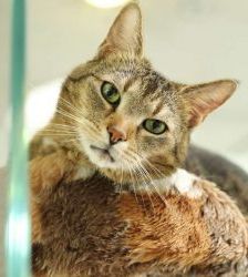 Jamie – Europäisch Kurzhaar, Männchen, 10 Jahre 8 Monate, 13057 Berlin – Foto 2
