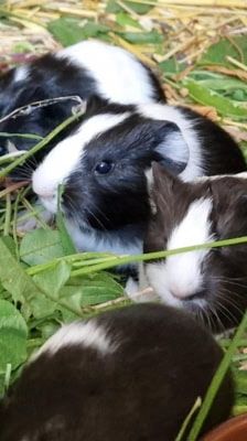 Rosa – Meerschweinchen, Weibchen, 1 Jahr, 39576 Stendal – Foto 4