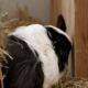 Rosa – Meerschweinchen, Weibchen, 1 Jahr, 39576 Stendal – Foto 35