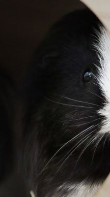 Rosa – Meerschweinchen, Weibchen, 1 Jahr, 39576 Stendal – Foto 10