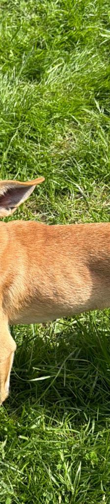 Dylan – Mischling, Männchen, Alter unbekannt, 37520 Osterode – Foto 3