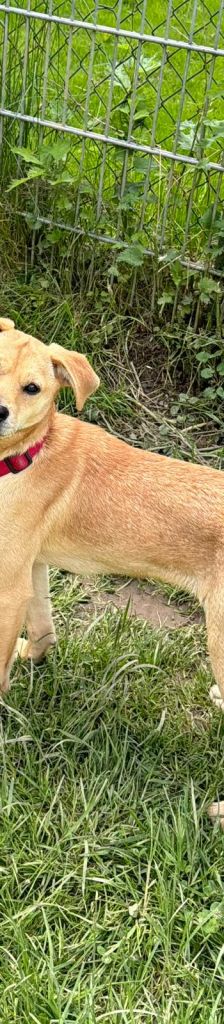 Dylan – Mischling, Männchen, Alter unbekannt, 37520 Osterode – Foto 5