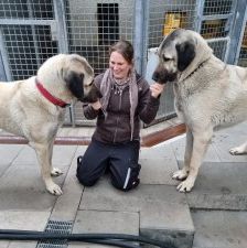 Pasa – Kangal, Männchen, 4 Jahre, 70195 Stuttgart-Botnang – Foto 4