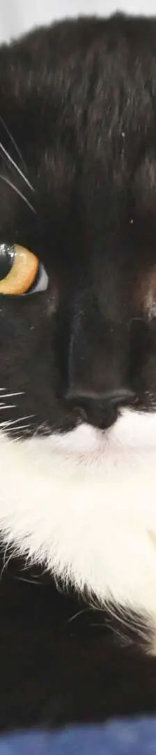 Scheue Katzen hoffen auf eine Chance – EKH, Unbekannt, 4 Jahre, 13057 Berlin – Foto 1