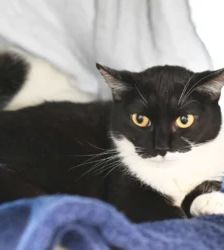 Scheue Katzen hoffen auf eine Chance – EKH, Unbekannt, 4 Jahre, 13057 Berlin – Foto 2