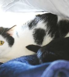 Scheue Katzen hoffen auf eine Chance – EKH, Unbekannt, 4 Jahre, 13057 Berlin – Foto 3