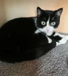 Scheue Katzen hoffen auf eine Chance – EKH, Unbekannt, 4 Jahre, 13057 Berlin – Foto 4