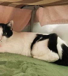 Scheue Katzen hoffen auf eine Chance – EKH, Unbekannt, 4 Jahre, 13057 Berlin – Foto 5