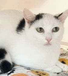 Scheue Katzen hoffen auf eine Chance – EKH, Unbekannt, 4 Jahre, 13057 Berlin – Foto 6