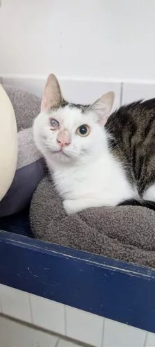 Frost – EKH, Männchen, Alter unbekannt, 26389 Wilhelmshaven – Foto 1