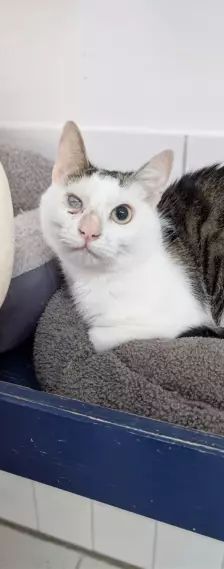 Frost – EKH, Männchen, Alter unbekannt, 26389 Wilhelmshaven – Foto 2