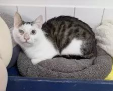 Frost – EKH, Männchen, Alter unbekannt, 26389 Wilhelmshaven – Foto 3