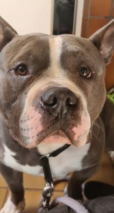 Chapo – American Bully Pocket, Männchen, 3 Jahre, 70195 Stuttgart-Botnang – Foto 1
