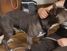 Chapo – American Bully Pocket, Männchen, 3 Jahre, 70195 Stuttgart-Botnang – Foto 2