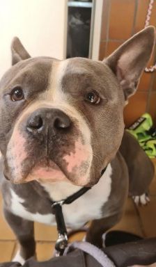 Chapo – American Bully Pocket, Männchen, 3 Jahre, 70195 Stuttgart-Botnang – Foto 3