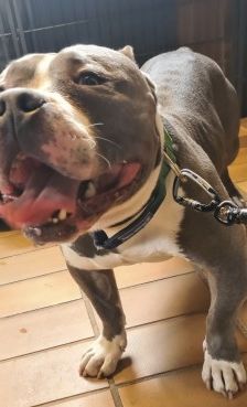 Chapo – American Bully Pocket, Männchen, 3 Jahre, 70195 Stuttgart-Botnang – Foto 4