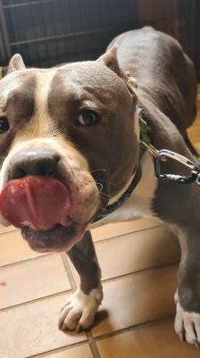 Chapo – American Bully Pocket, Männchen, 3 Jahre, 70195 Stuttgart-Botnang – Foto 5