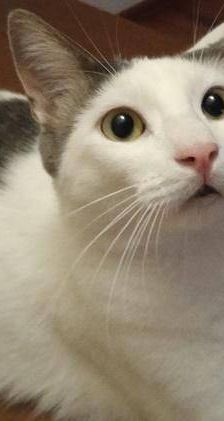 Lucky – Europäisch Kurzhaar, Männchen, 3 Jahre, 65520 Bad Camberg – Foto 2