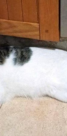Lucky – Europäisch Kurzhaar, Männchen, 3 Jahre, 65520 Bad Camberg – Foto 12