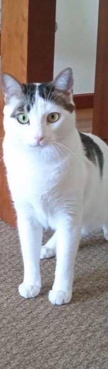 Lucky – Europäisch Kurzhaar, Männchen, 3 Jahre, 65520 Bad Camberg – Foto 16