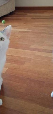 Lucky – Europäisch Kurzhaar, Männchen, 3 Jahre, 65520 Bad Camberg – Foto 20
