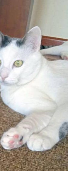 Lucky – Europäisch Kurzhaar, Männchen, 3 Jahre, 65520 Bad Camberg – Foto 21