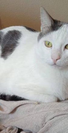 Lucky – Europäisch Kurzhaar, Männchen, 3 Jahre, 65520 Bad Camberg – Foto 22