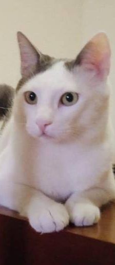 Lucky – Europäisch Kurzhaar, Männchen, 3 Jahre, 65520 Bad Camberg – Foto 24