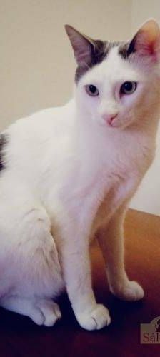 Lucky – Europäisch Kurzhaar, Männchen, 3 Jahre, 65520 Bad Camberg – Foto 25