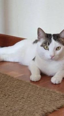 Lucky – Europäisch Kurzhaar, Männchen, 3 Jahre, 65520 Bad Camberg – Foto 28