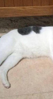 Lucky – Europäisch Kurzhaar, Männchen, 3 Jahre, 65520 Bad Camberg – Foto 4