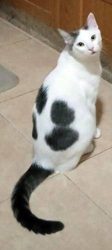 Lucky – Europäisch Kurzhaar, Männchen, 3 Jahre, 65520 Bad Camberg – Foto 5