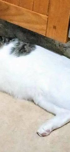 Lucky – Europäisch Kurzhaar, Männchen, 3 Jahre, 65520 Bad Camberg – Foto 8