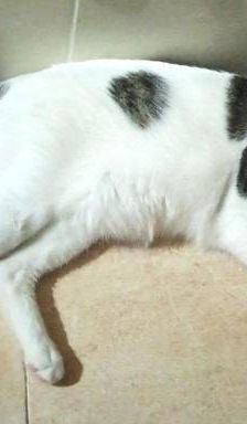 Lucky – Europäisch Kurzhaar, Männchen, 3 Jahre, 65520 Bad Camberg – Foto 9