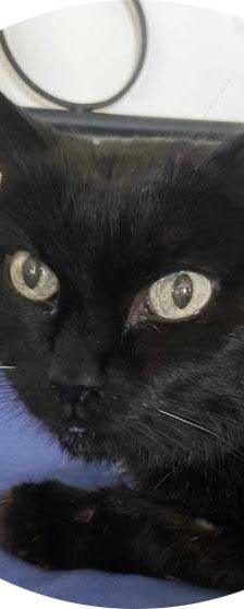 Sissi – Katze, Unbekannt, Alter unbekannt, 82031 Grünwald – Foto 1