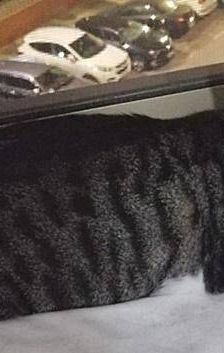 Dama – Europäisch Kurzhaar, Weibchen, 3 Jahre, 65520 Bad Camberg – Foto 12