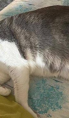 Dama – Europäisch Kurzhaar, Weibchen, 3 Jahre, 65520 Bad Camberg – Foto 6