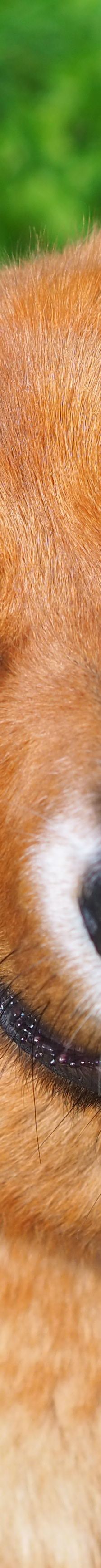 Sandy – Mischling, Weibchen, 2 Jahre, 50969 Köln-Zollstock – Foto 2