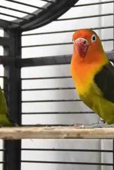 Susi und Lukas – Pfirsichköpfchen (Agaporniden), Männchen, 1 Monat, 90537 Feucht – Foto 1