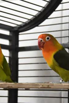 Susi und Lukas – Pfirsichköpfchen (Agaporniden), Männchen, 1 Monat, 90537 Feucht – Foto 2