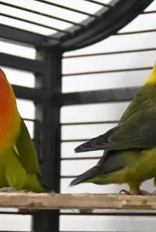 Susi und Lukas – Pfirsichköpfchen (Agaporniden), Männchen, 1 Monat, 90537 Feucht – Foto 3