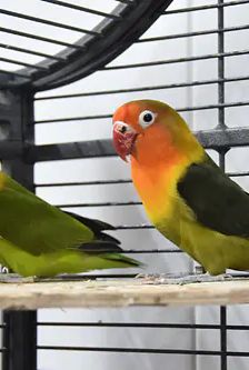 Susi und Lukas – Pfirsichköpfchen (Agaporniden), Männchen, 1 Monat, 90537 Feucht – Foto 4