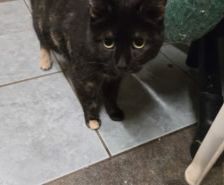 Franzi – Katze, Weibchen, 4 Jahre, 39576 Stendal – Foto 22