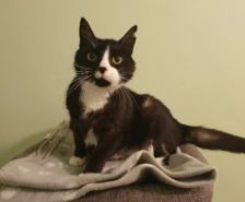 Franzi – Katze, Weibchen, 4 Jahre, 39576 Stendal – Foto 24